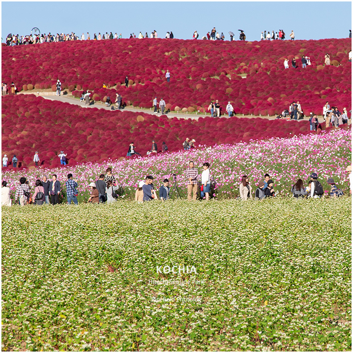 ひたち海浜公園 Hitachi Seaside Park