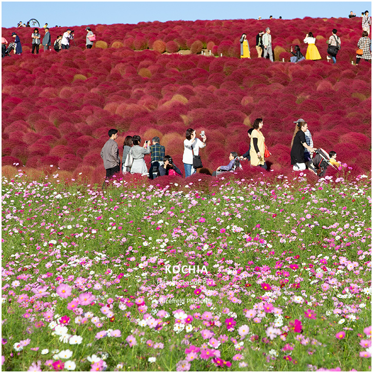 ひたち海浜公園 Hitachi Seaside Park