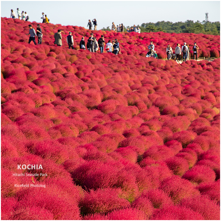 ひたち海浜公園 Hitachi Seaside Park