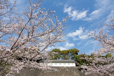 東京さくら日和｜皇居の中へ！乾通りの一般公開