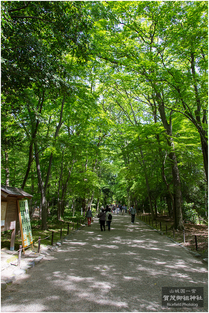 下鴨神社