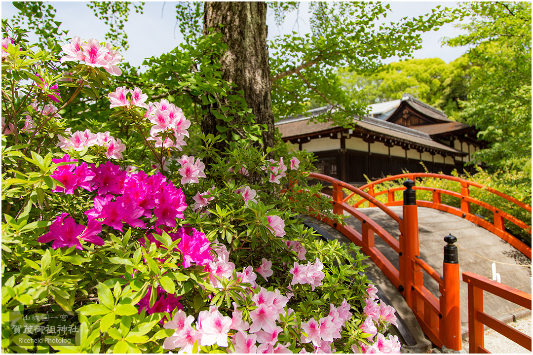 下鴨神社