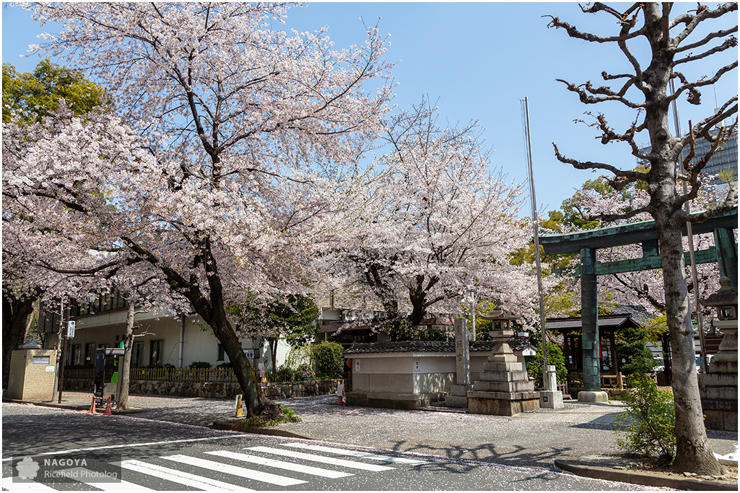 nagoya sakura 名古屋 さくら 桜