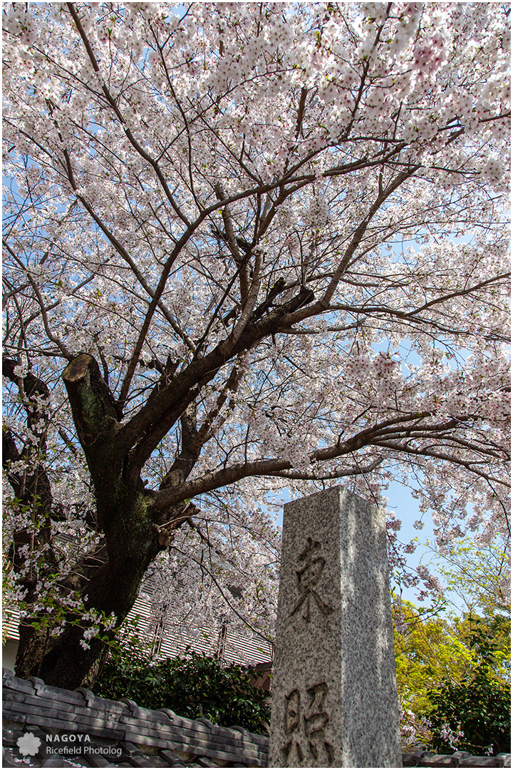 nagoya sakura 名古屋 さくら 桜