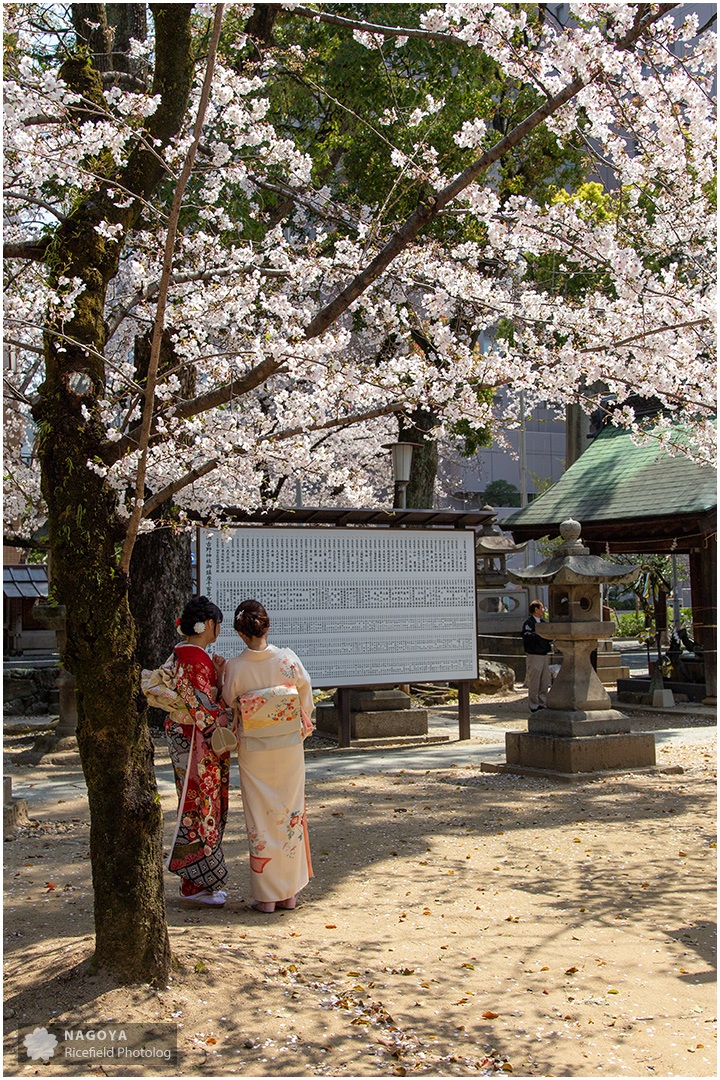 nagoya sakura 名古屋 さくら 桜