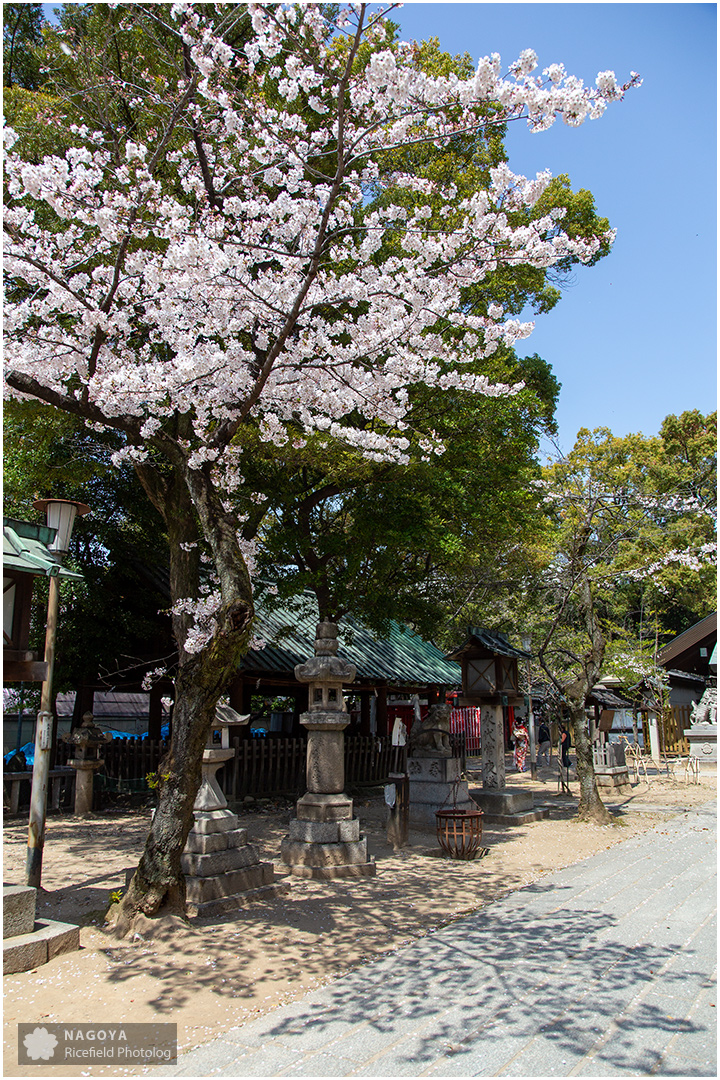 nagoya sakura 名古屋 さくら 桜