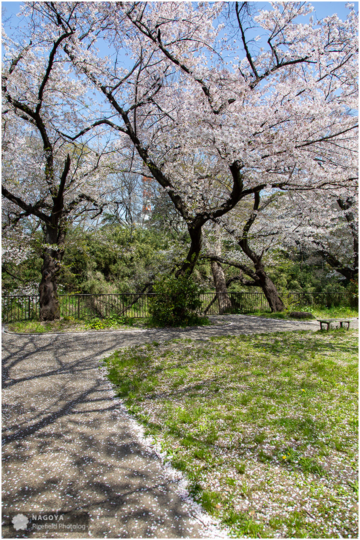 nagoya sakura 名古屋 さくら 桜