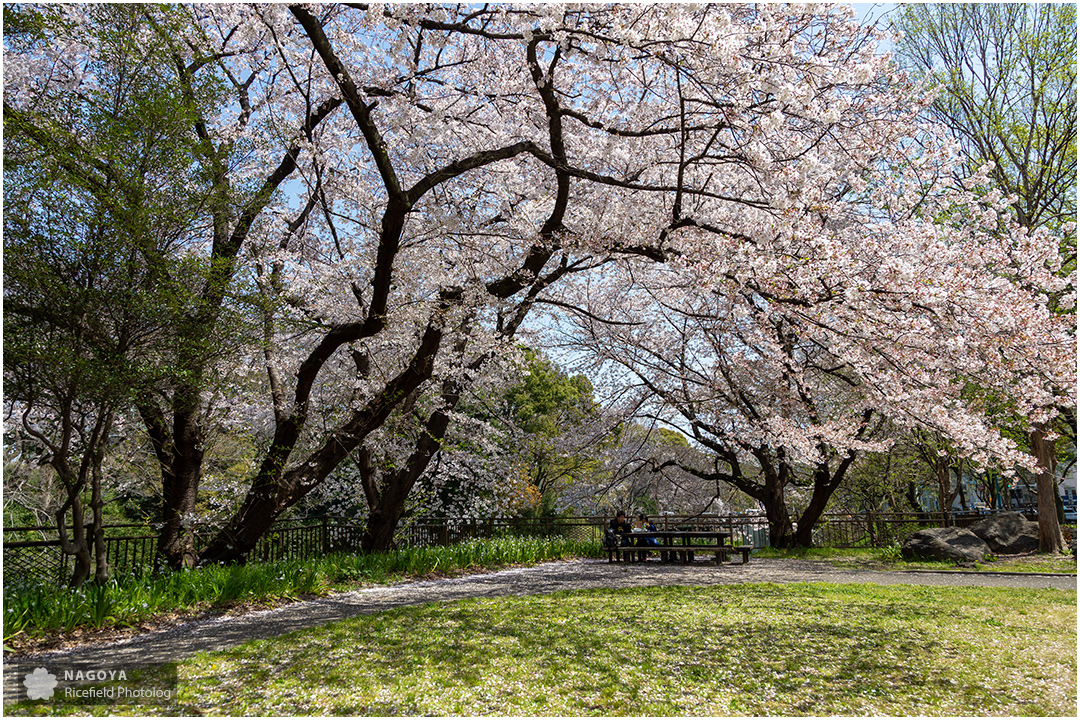 nagoya sakura 名古屋 さくら 桜