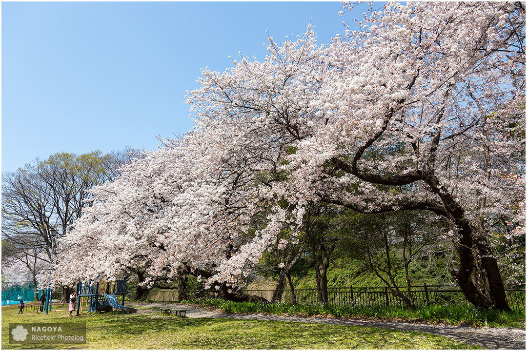 nagoya sakura 名古屋 さくら 桜