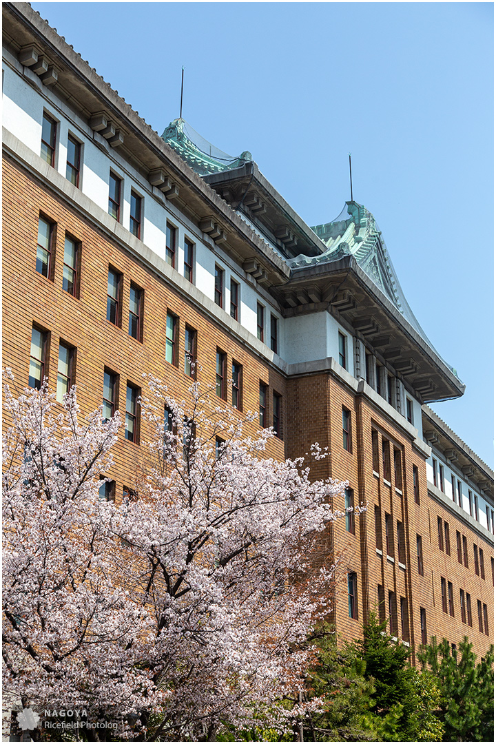 nagoya sakura 名古屋 さくら 桜