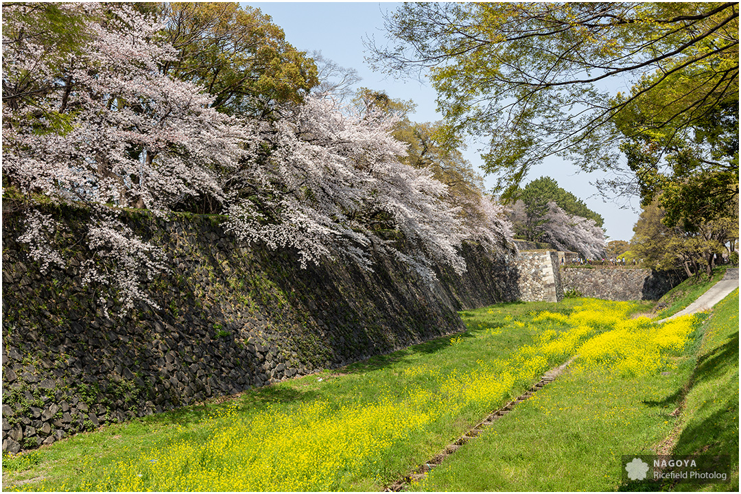 nagoya sakura 名古屋 さくら 桜