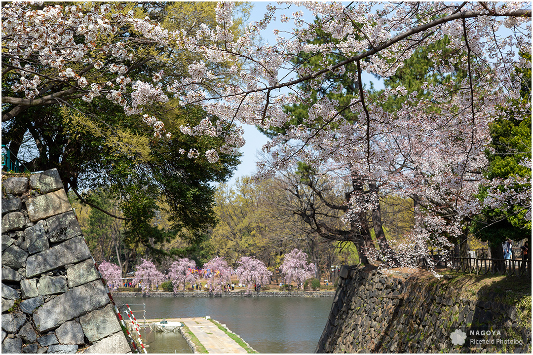 nagoya sakura 名古屋 さくら 桜