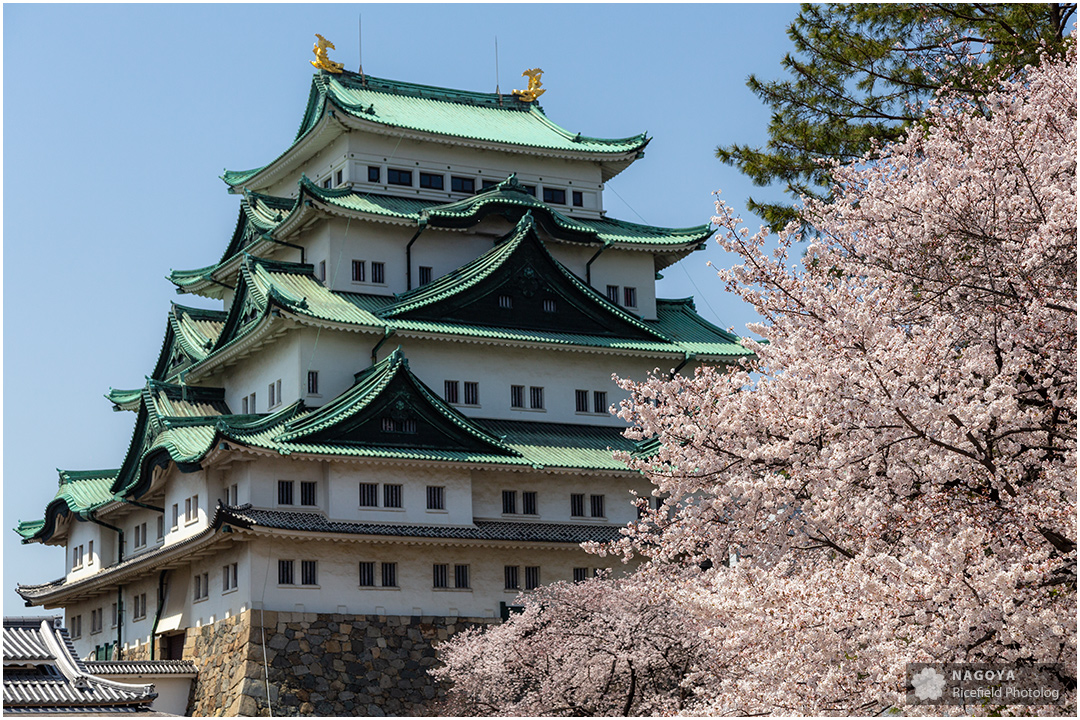 nagoya sakura 名古屋 さくら 桜