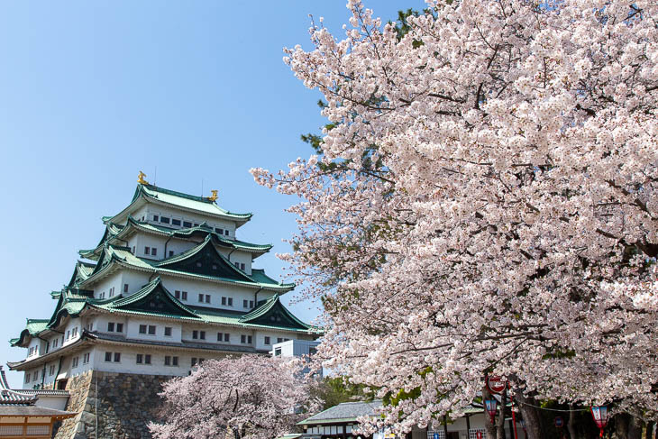 名古屋さくら日和｜晴天満開の名古屋城を歩く