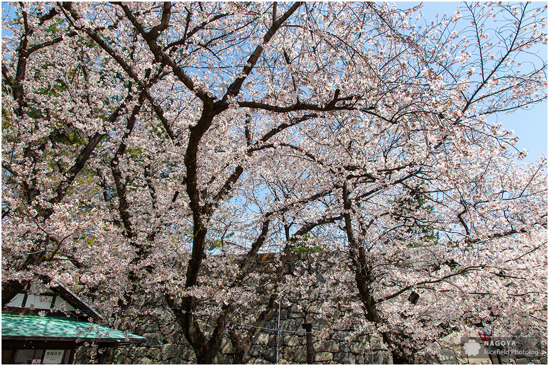 nagoya sakura 名古屋 さくら 桜