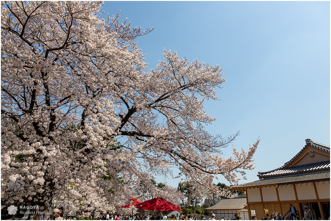 nagoya sakura 名古屋 さくら 桜