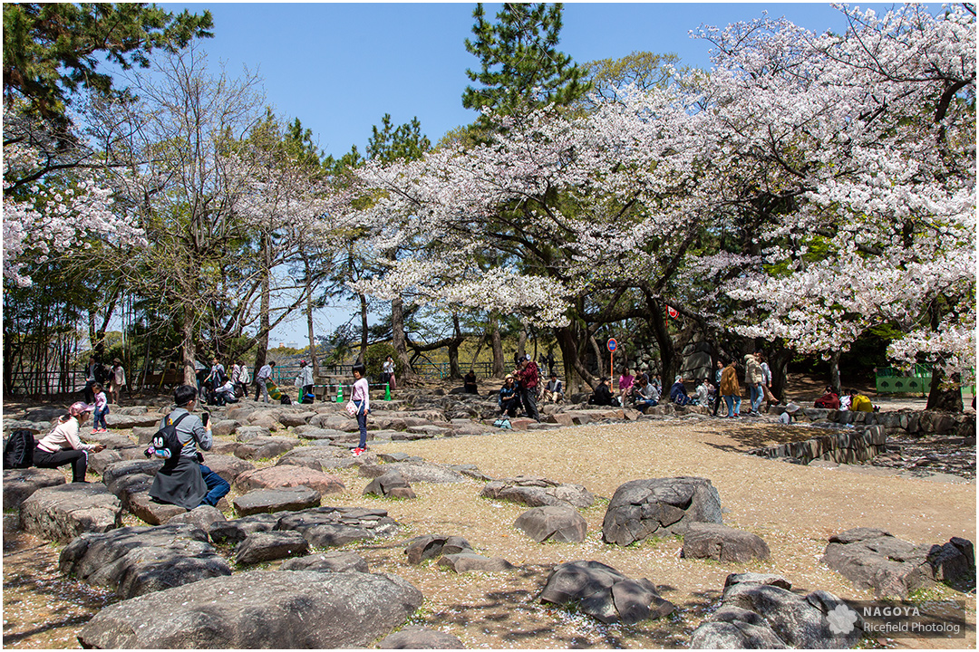 nagoya sakura 名古屋 さくら 桜