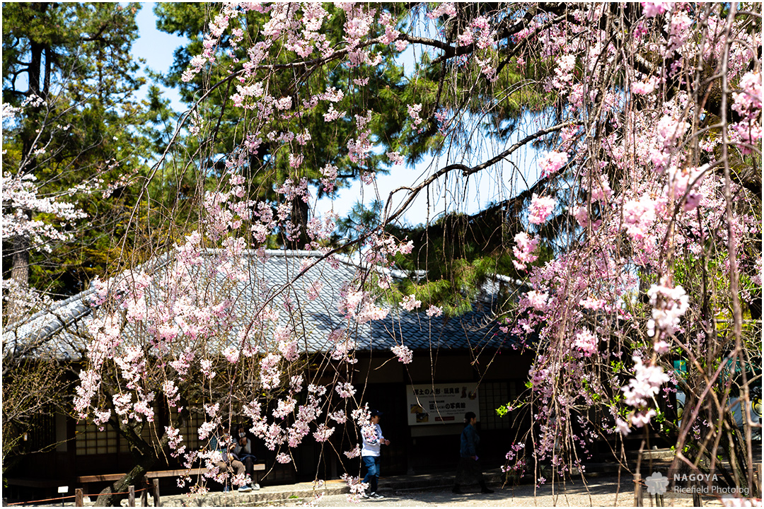 nagoya sakura 名古屋 さくら 桜