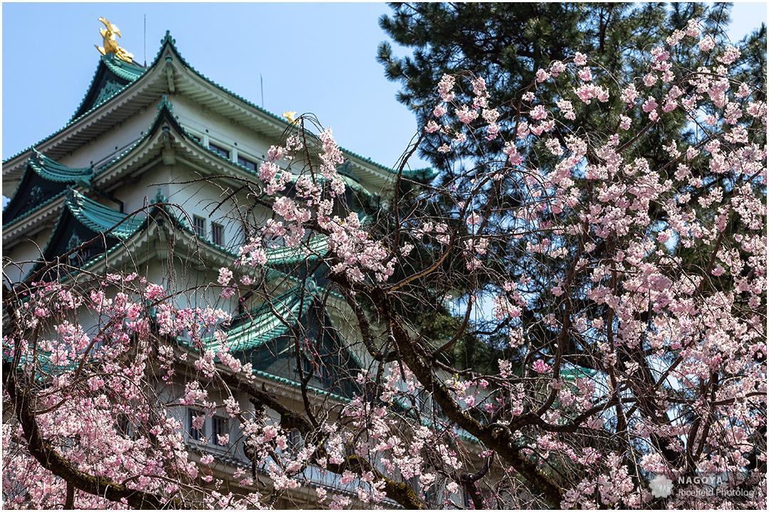 nagoya sakura 名古屋 さくら 桜