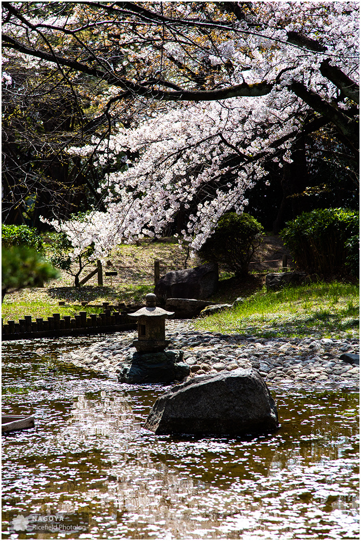 nagoya sakura 名古屋 さくら 桜