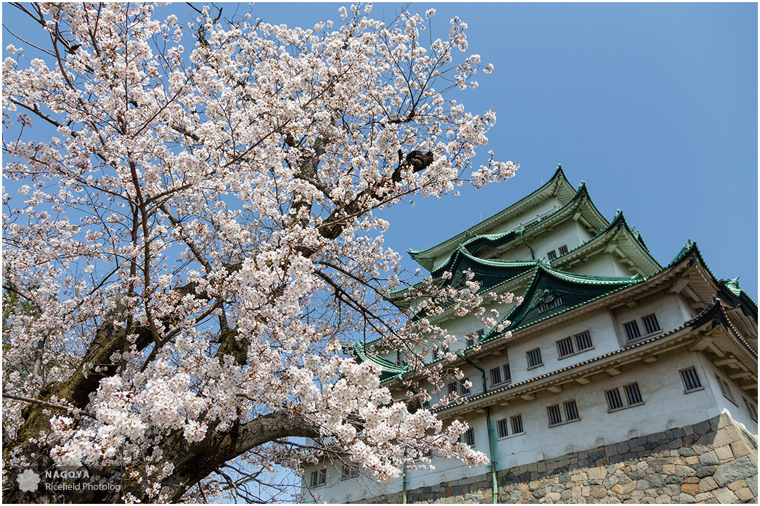 nagoya sakura 名古屋 さくら 桜