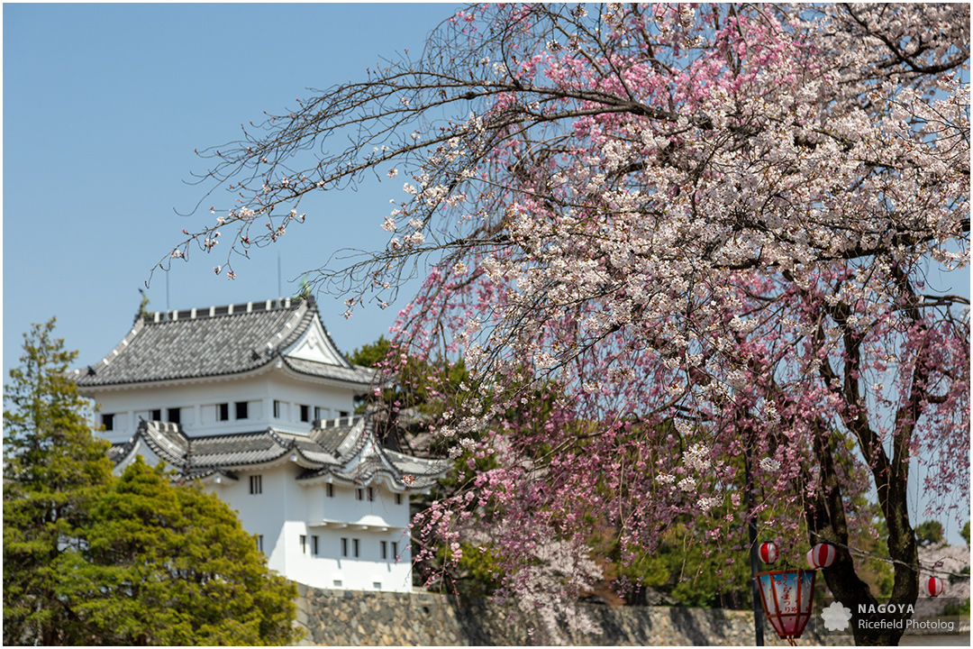 nagoya sakura 名古屋 さくら 桜