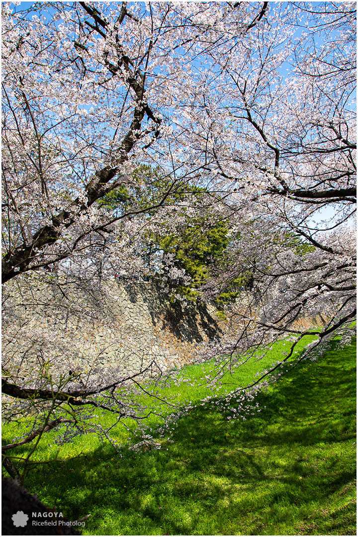 nagoya sakura 名古屋 さくら 桜