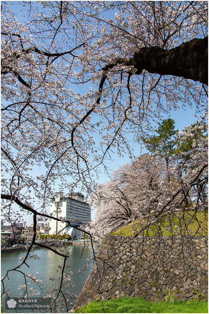 nagoya sakura 名古屋 さくら 桜