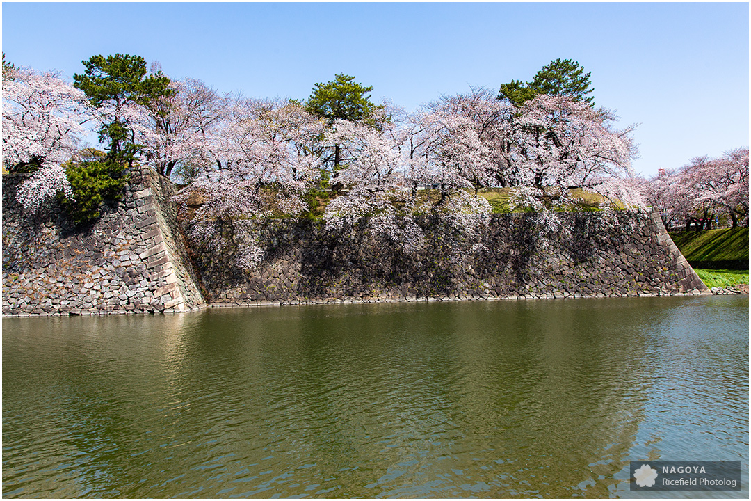 nagoya sakura 名古屋 さくら 桜