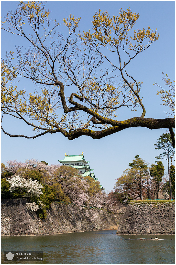 nagoya sakura 名古屋 さくら 桜