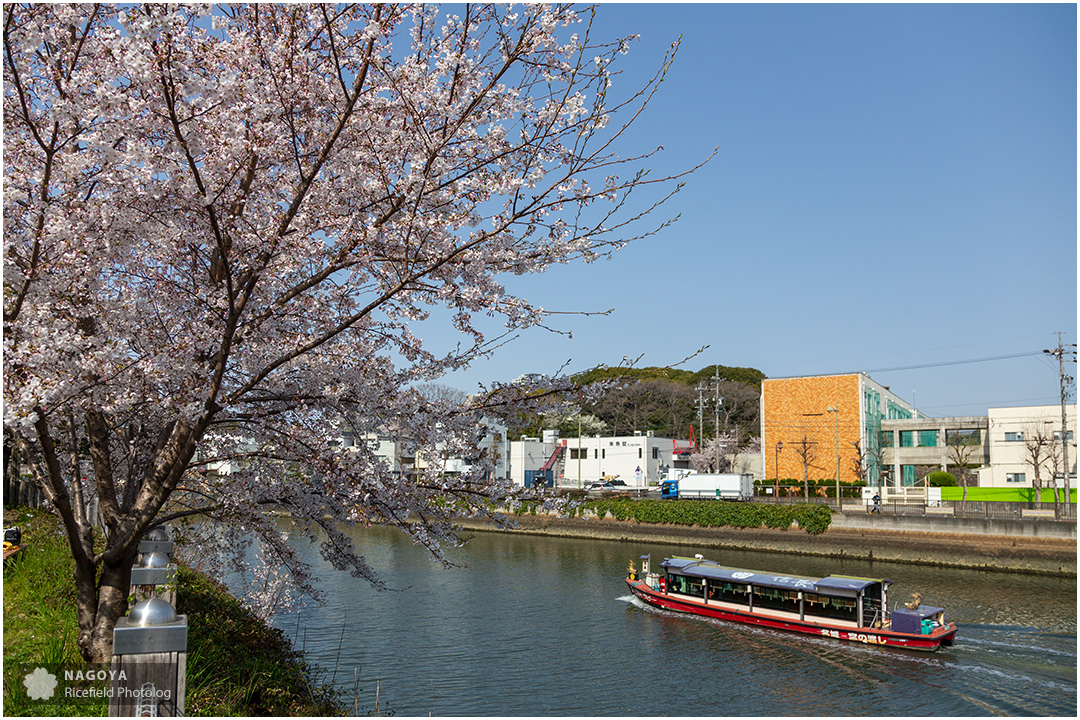 nagoya sakura 名古屋 さくら 桜