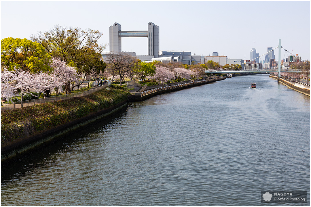 nagoya sakura 名古屋 さくら 桜