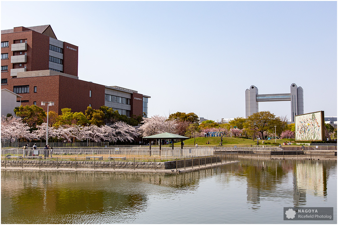 nagoya sakura 名古屋 さくら 桜