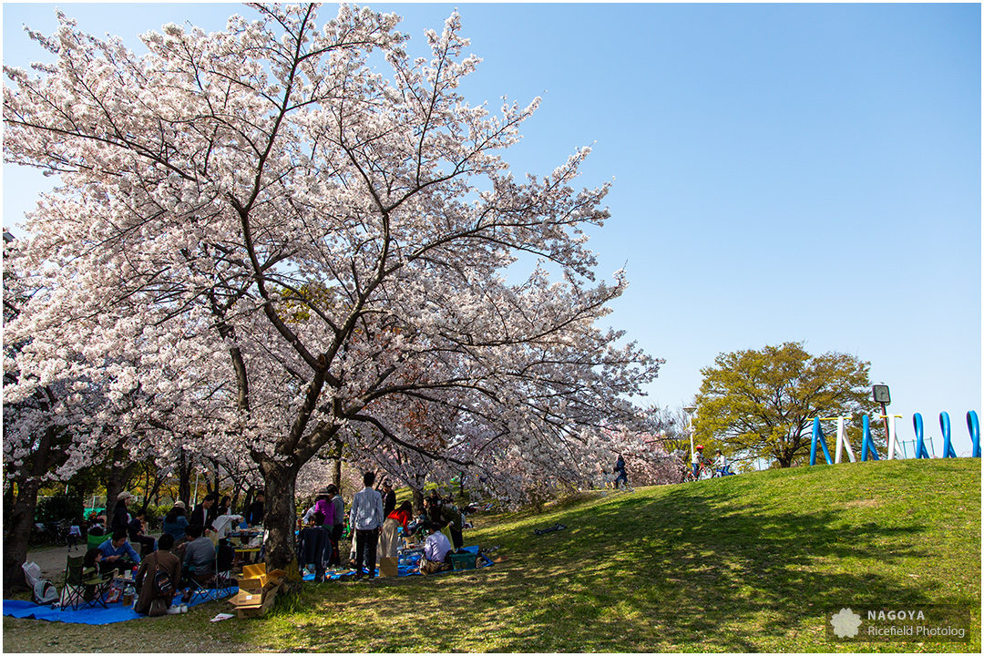 nagoya sakura 名古屋 さくら 桜
