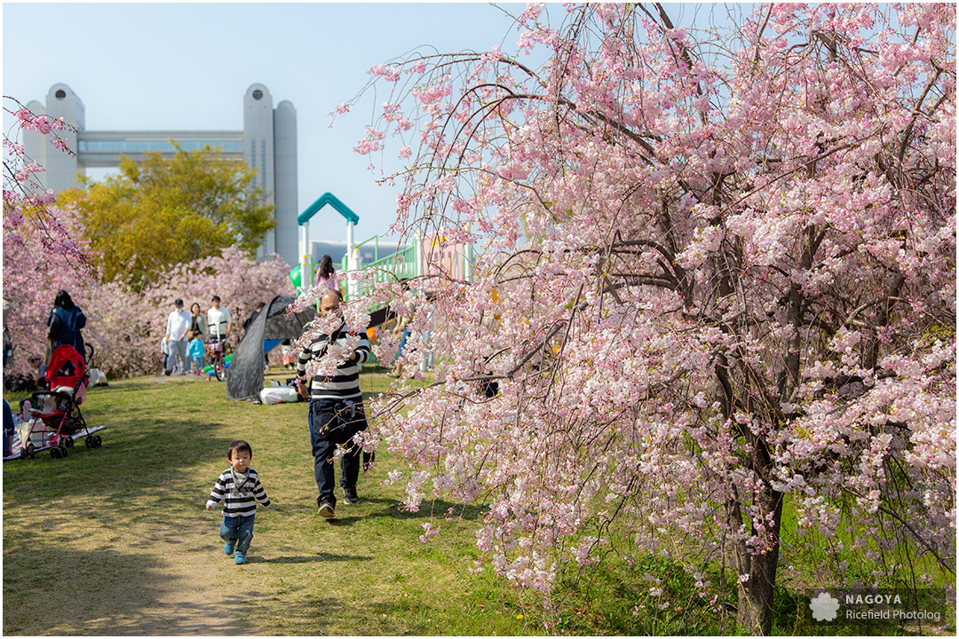 nagoya sakura 名古屋 さくら 桜