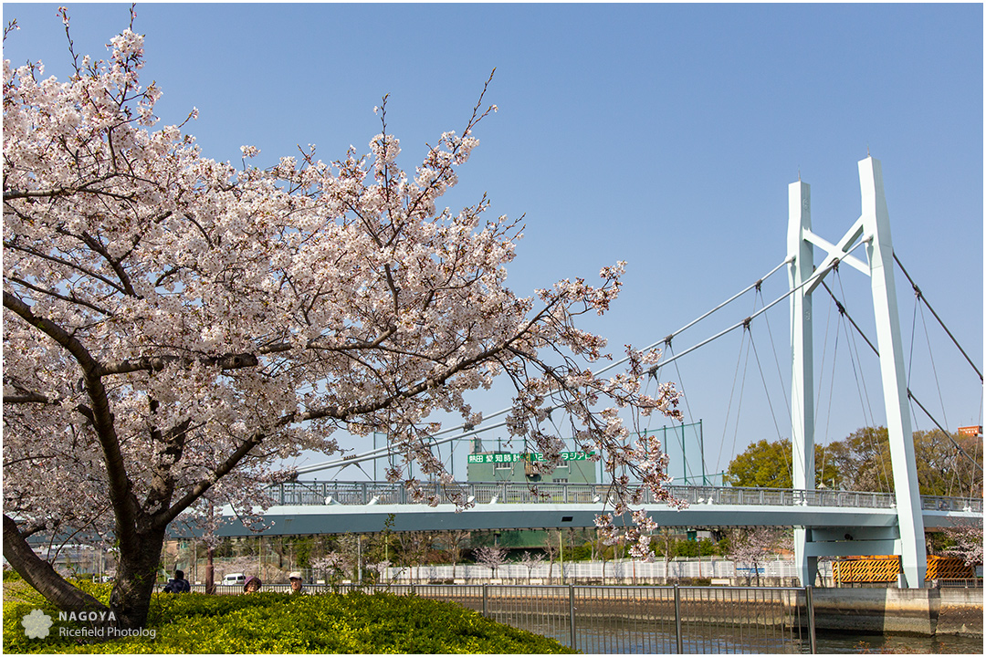 nagoya sakura 名古屋 さくら 桜