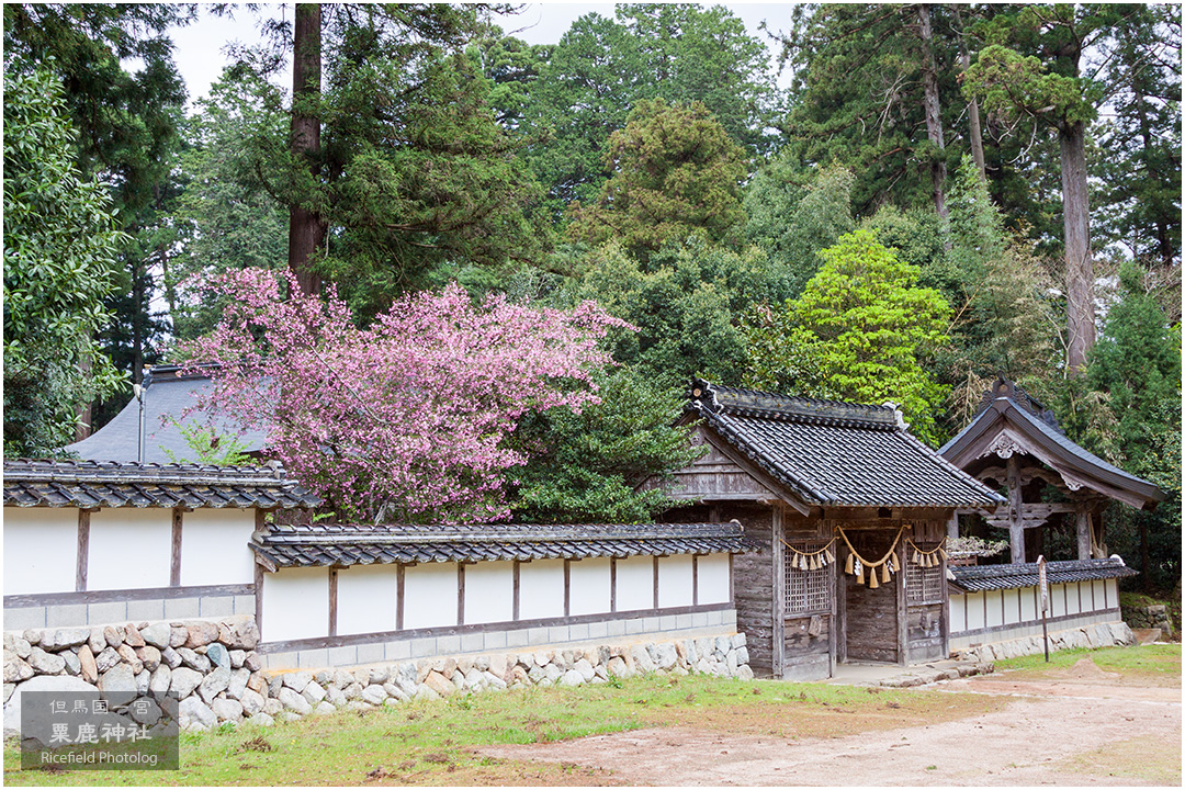 但馬国一宮 粟鹿神社