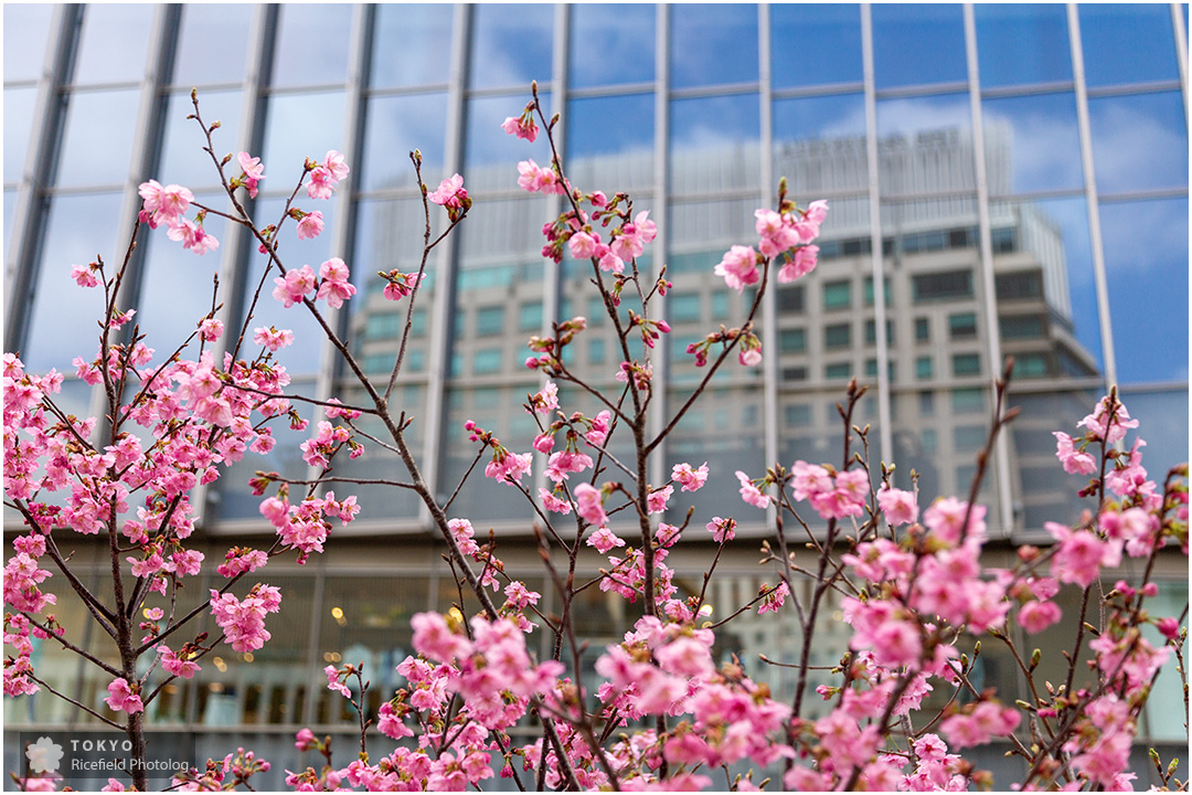 tokyo sakura imperial palace 皇居 乾通り 桜