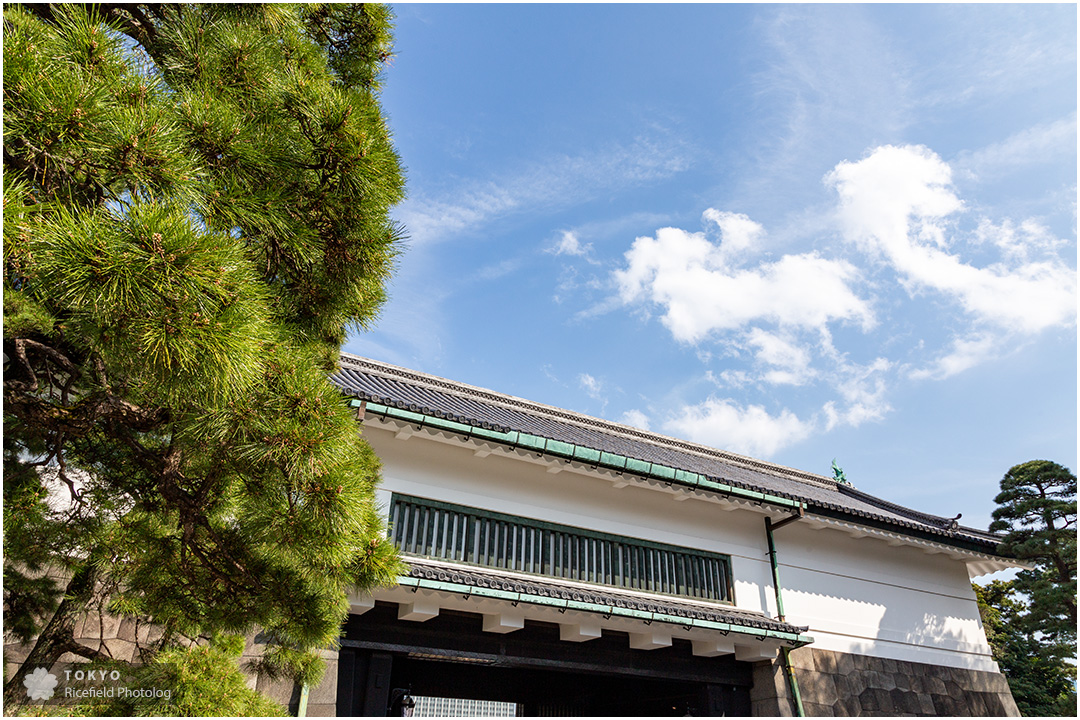 tokyo sakura imperial palace 皇居 乾通り 桜