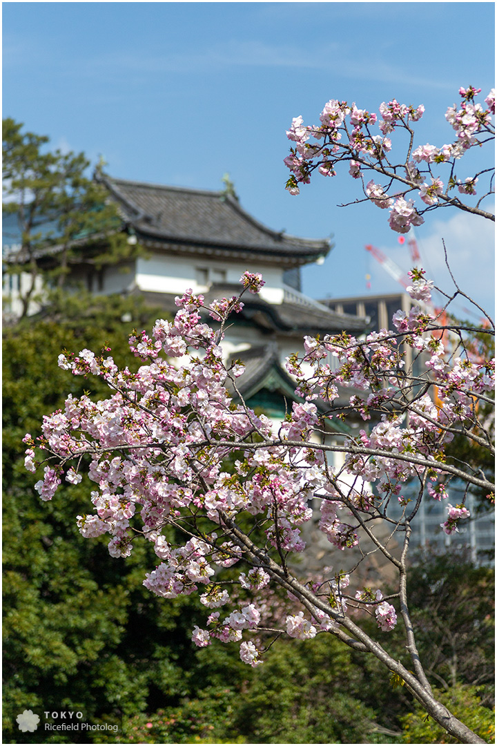 tokyo sakura imperial palace 皇居 乾通り 桜