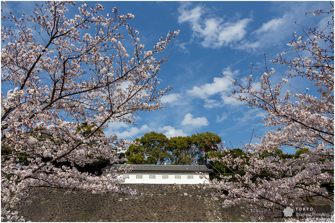 tokyo sakura imperial palace 皇居 乾通り 桜