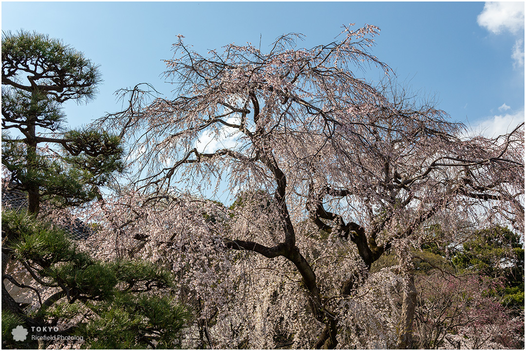 tokyo sakura imperial palace 皇居 乾通り 桜