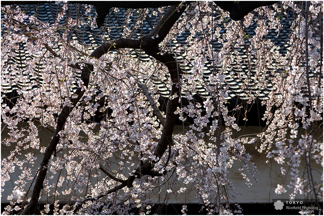 tokyo sakura imperial palace 皇居 乾通り 桜