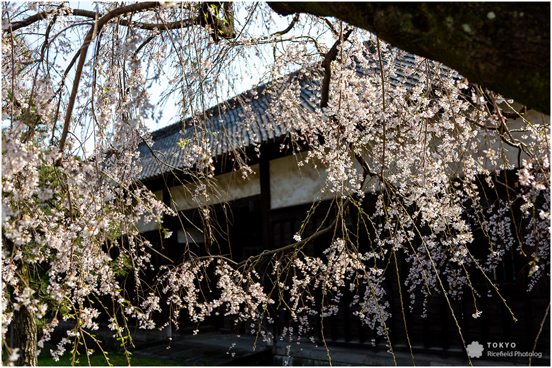 tokyo sakura imperial palace 皇居 乾通り 桜