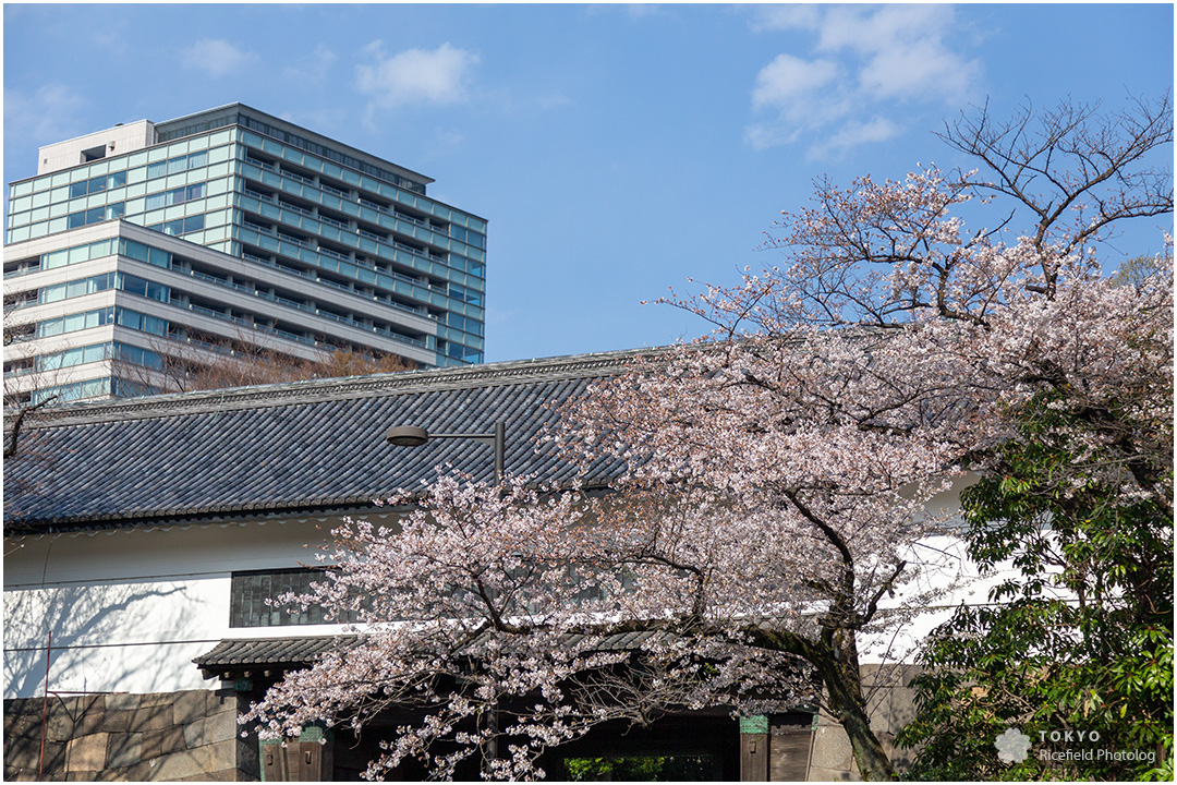 tokyo sakura imperial palace 皇居 乾通り 桜