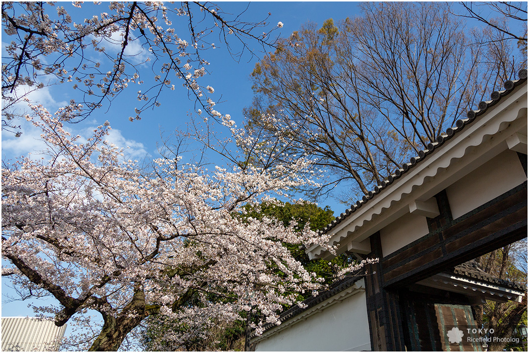 tokyo sakura imperial palace 皇居 乾通り 桜