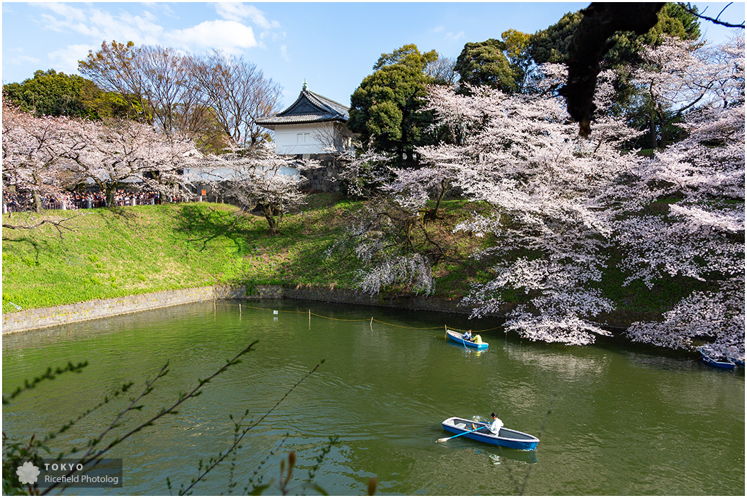 tokyo sakura imperial palace 皇居 乾通り 桜