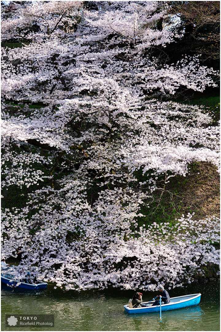 tokyo sakura imperial palace 皇居 乾通り 桜