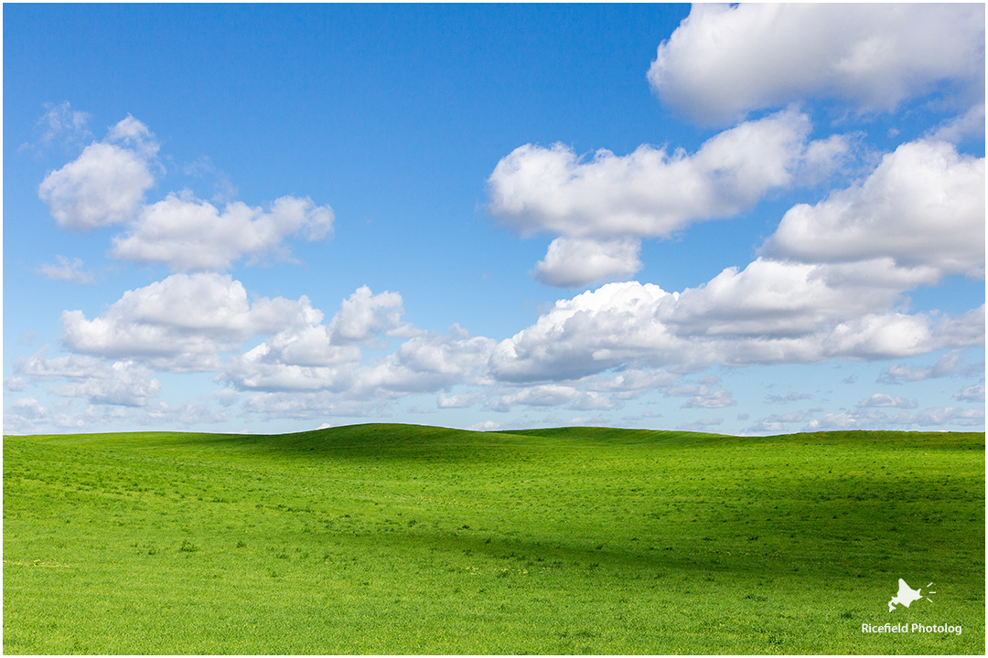 WindowsXPのような牧草地