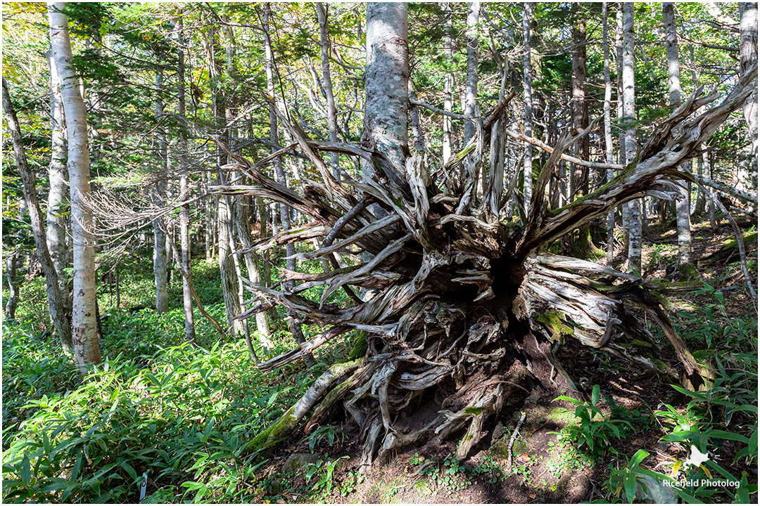 知床五湖の大ループにある芸術的な枯れ木